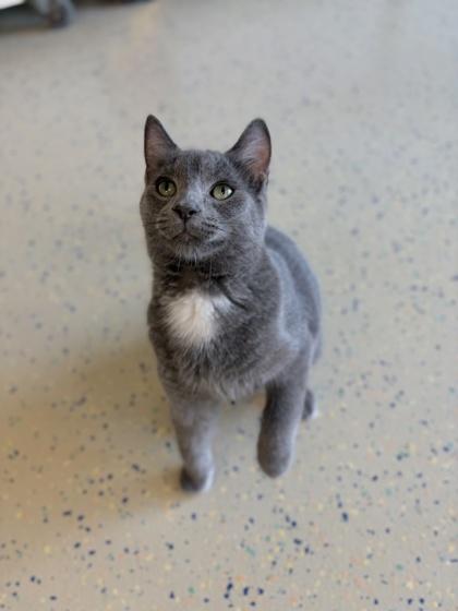 Enlarge Yo-yo, a Adoptable mixed breed in Columbus, IN image 1/2