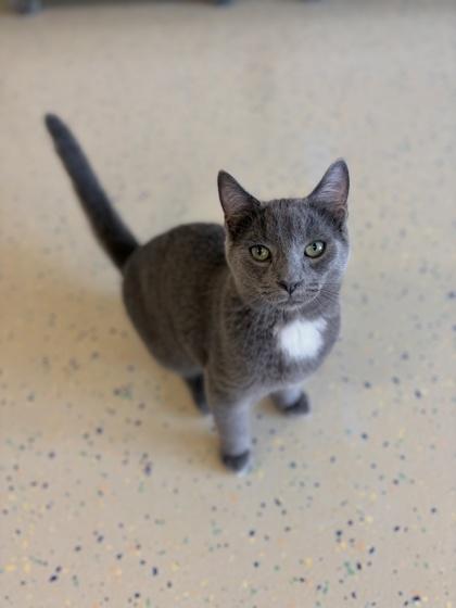 Enlarge Yo-yo, a Adoptable mixed breed in Columbus, IN image 2/2
