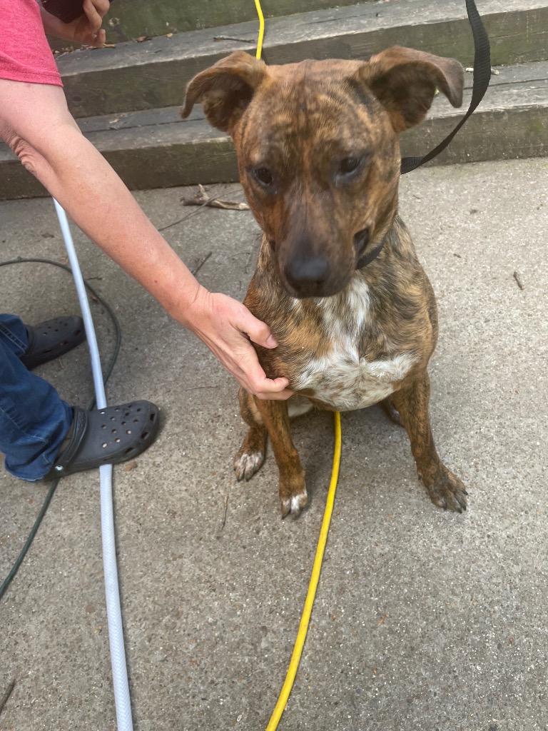 Jolly G., Adoptable, Puppy Female Mixed Breed.