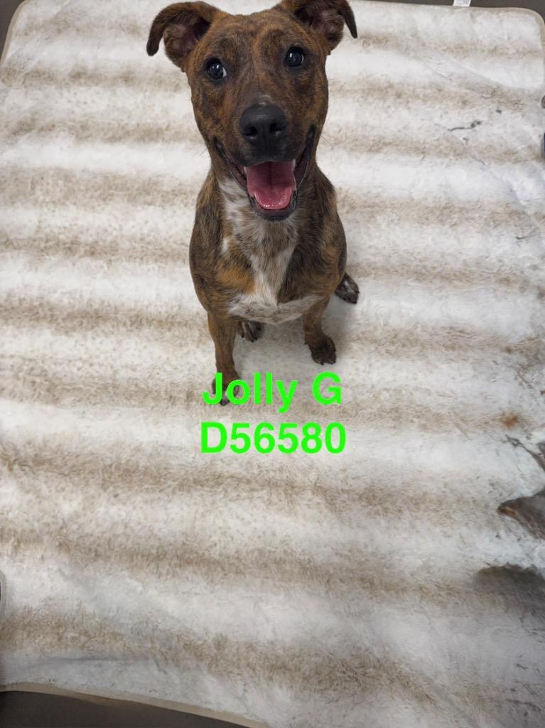 Enlarge Jolly G., a Adoptable Mixed Breed in Clarksville, TN image 2/2
