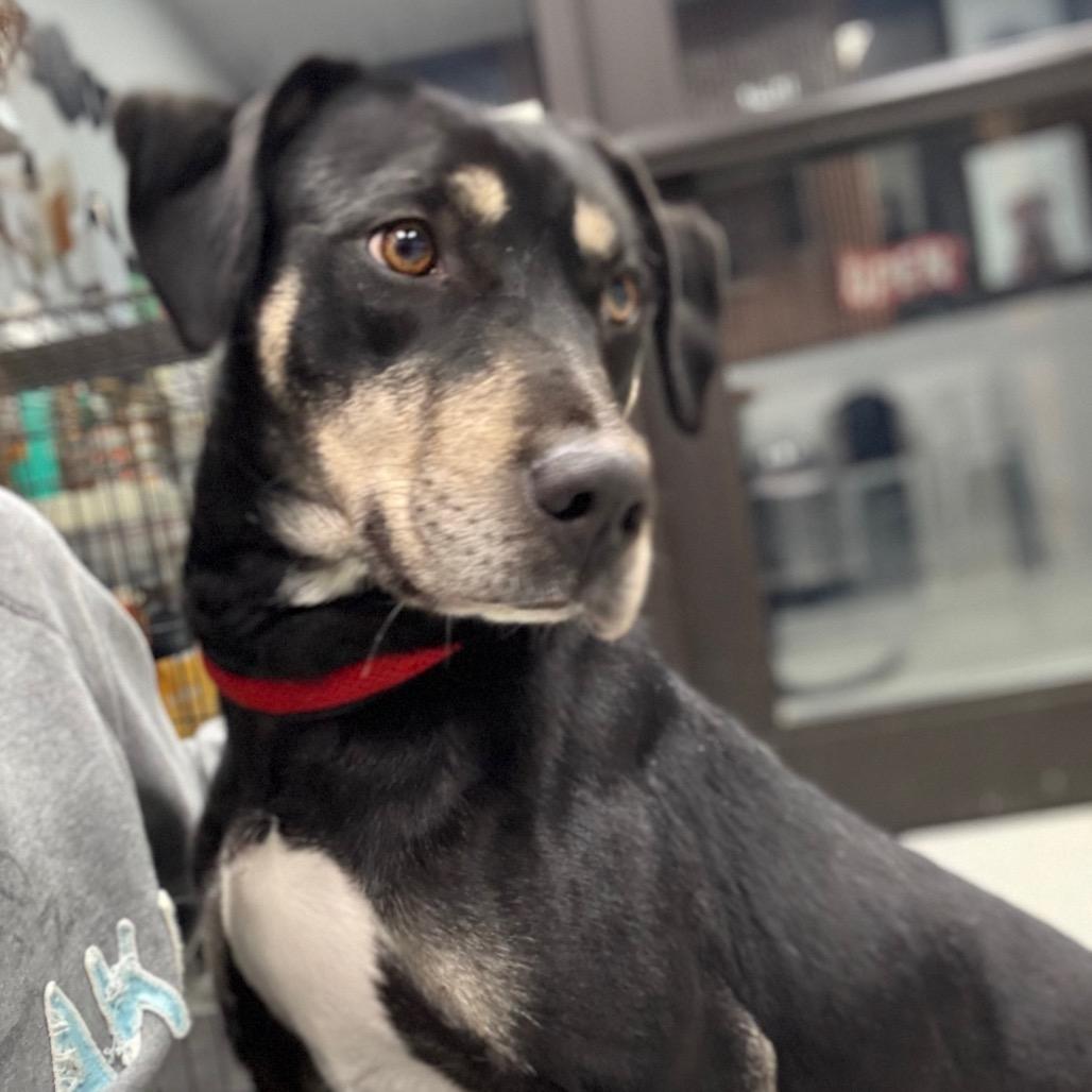 Enlarge Casey, a Adoptable mixed breed in Monticello, IA image 3/6