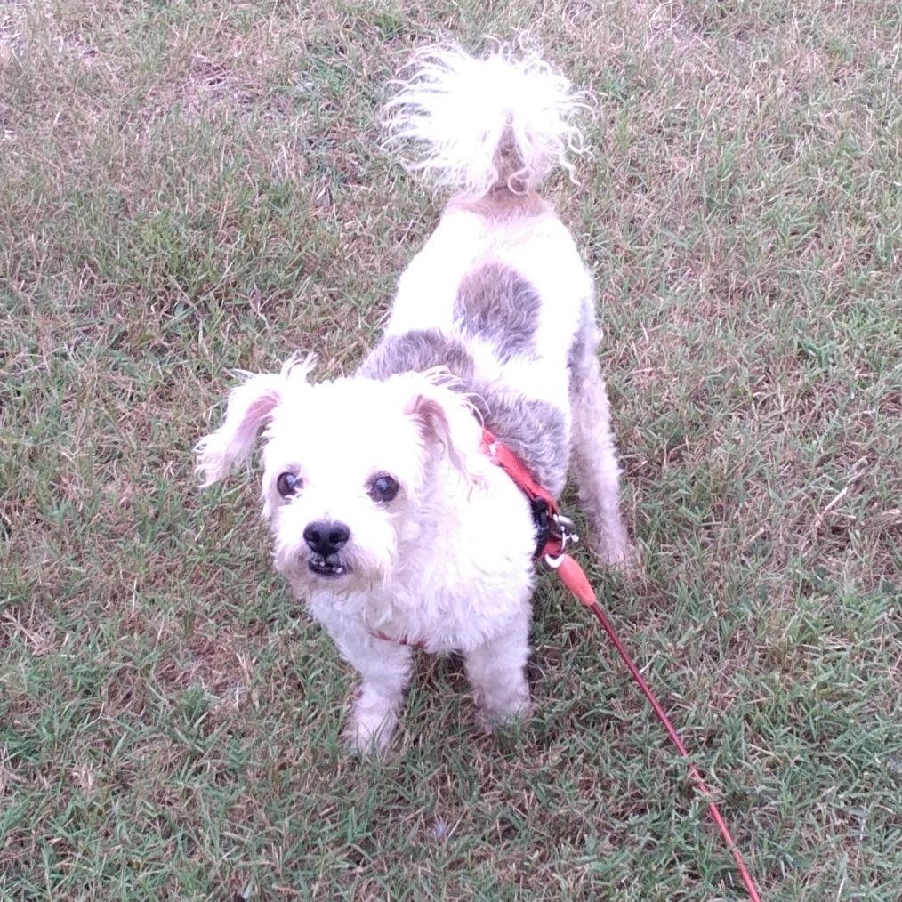 Max, Adoptable, Senior Male Terrier.