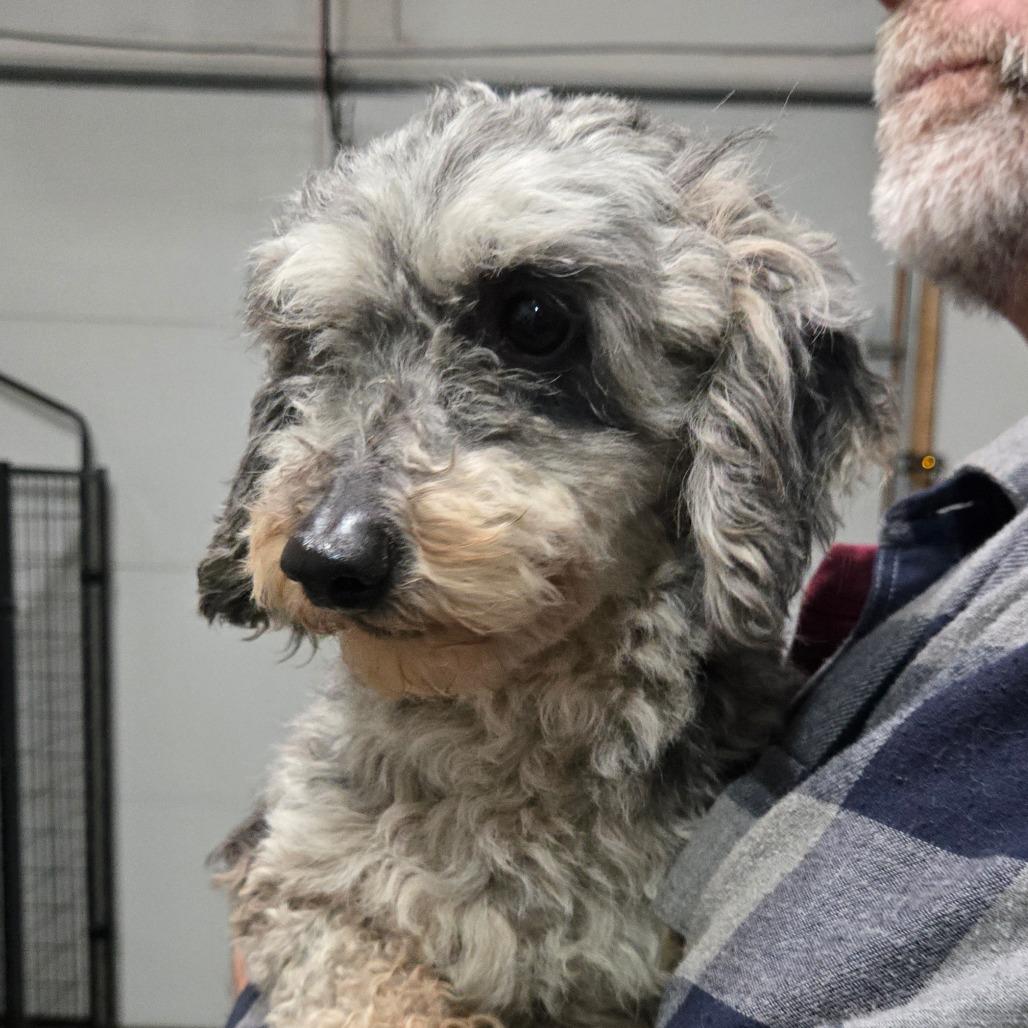 Enlarge Merlyn, a Adoptable Poodle in Southington, OH image 1/3