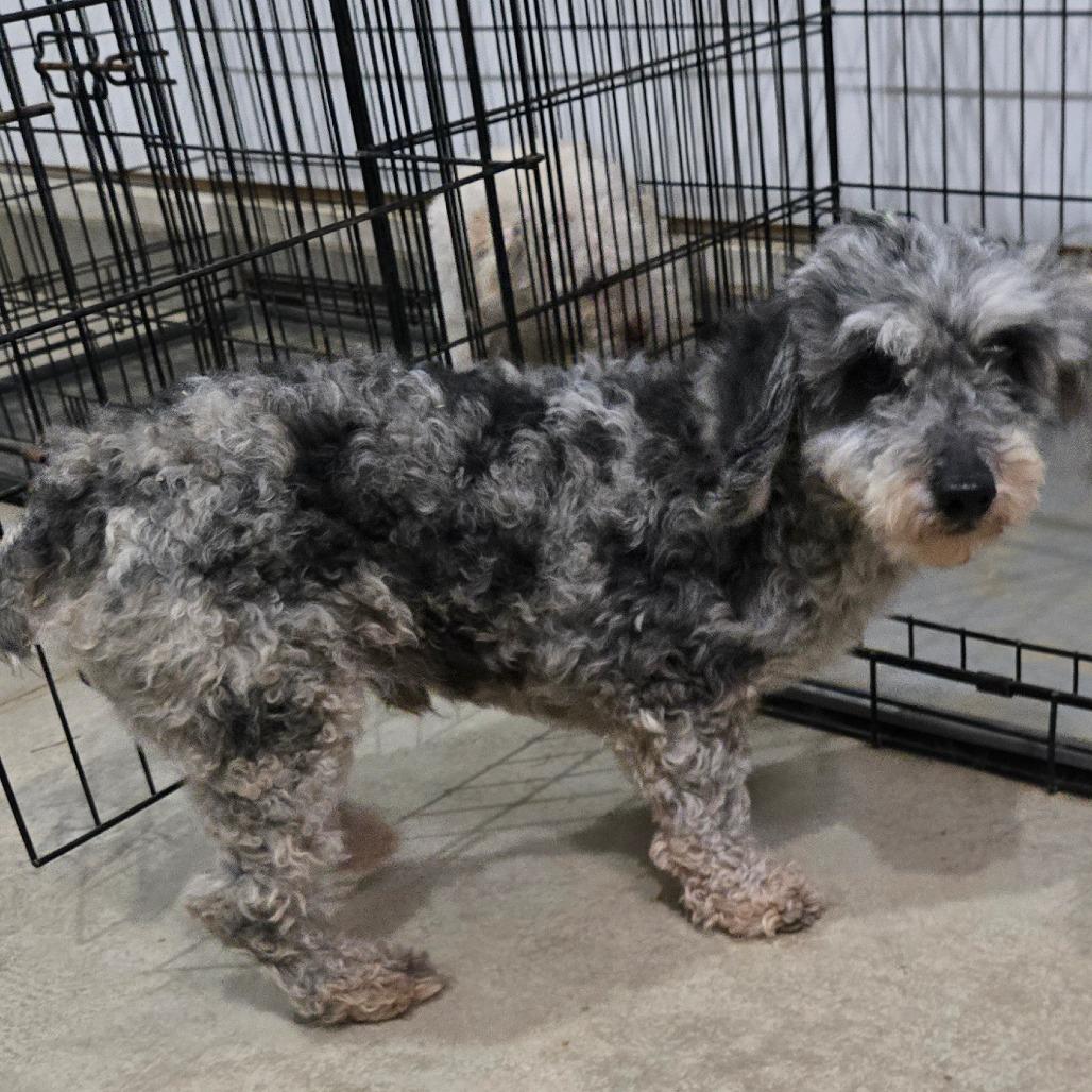 Enlarge Merlyn, a Adoptable Poodle in Southington, OH image 2/3