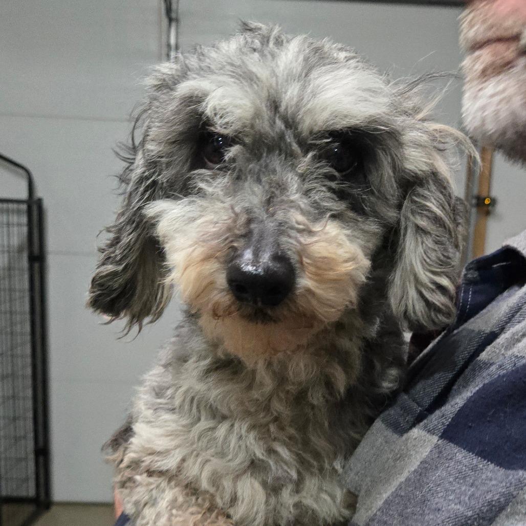 Enlarge Merlyn, a Adoptable Poodle in Southington, OH image 3/3