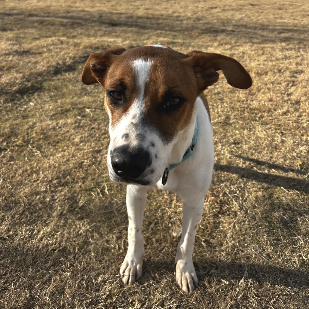 S'mores, Adoptable, Young Female Mixed Breed.