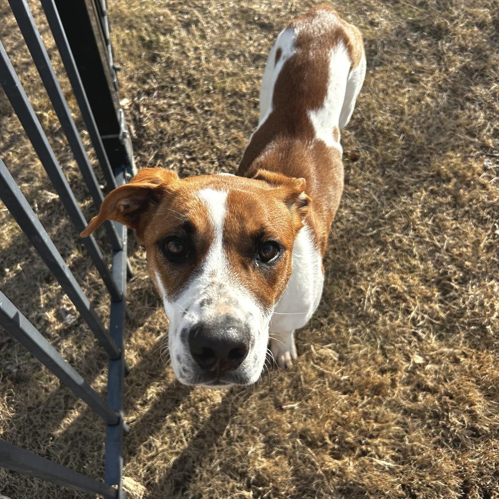 Enlarge S'mores, a Adoptable Mixed Breed in Bentonville, AR image 2/6