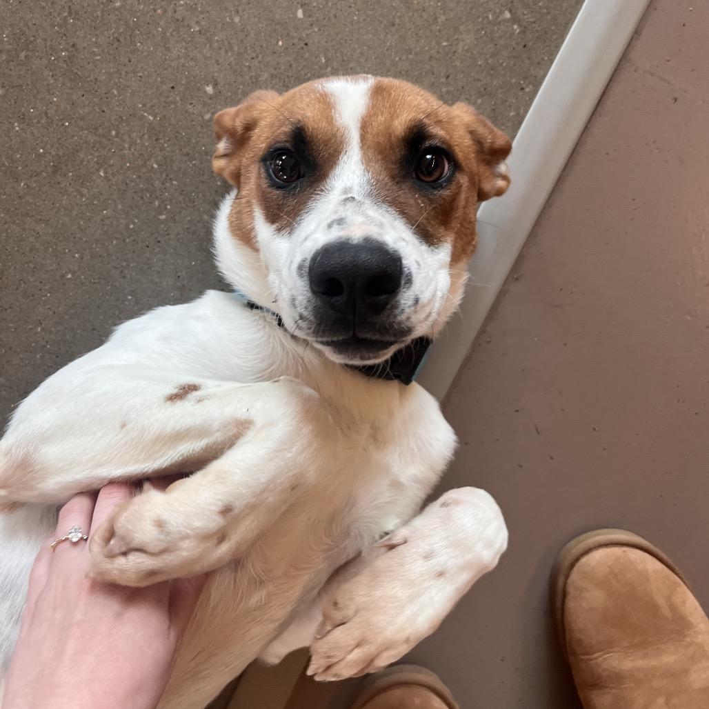 Enlarge S'mores, a Adoptable Mixed Breed in Bentonville, AR image 3/6