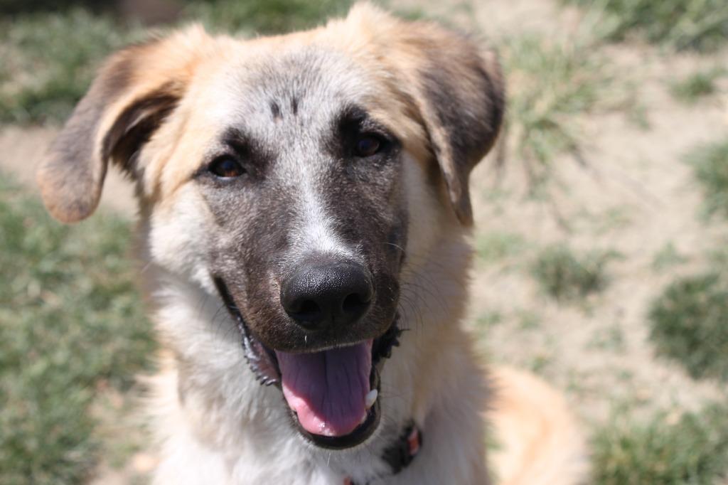 Sunny aka Lady Gaga, Adoptable, Young Female Shepherd.