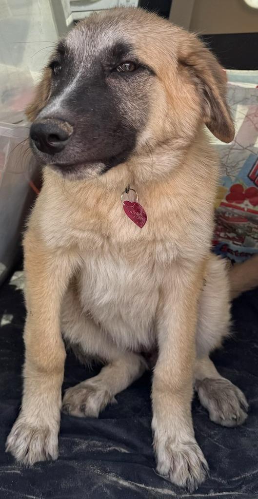 Enlarge Sunny aka Lady Gaga, a Adoptable Shepherd in Coachella, CA image 2/6