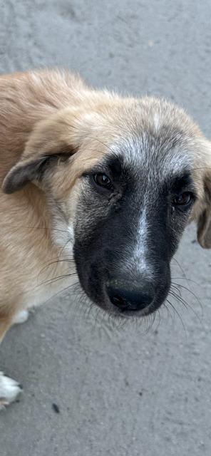 Enlarge Sunny aka Lady Gaga, a Adoptable Shepherd in Coachella, CA image 3/6