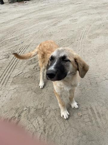 Enlarge Sunny aka Lady Gaga, a Adoptable Shepherd in Coachella, CA image 4/6