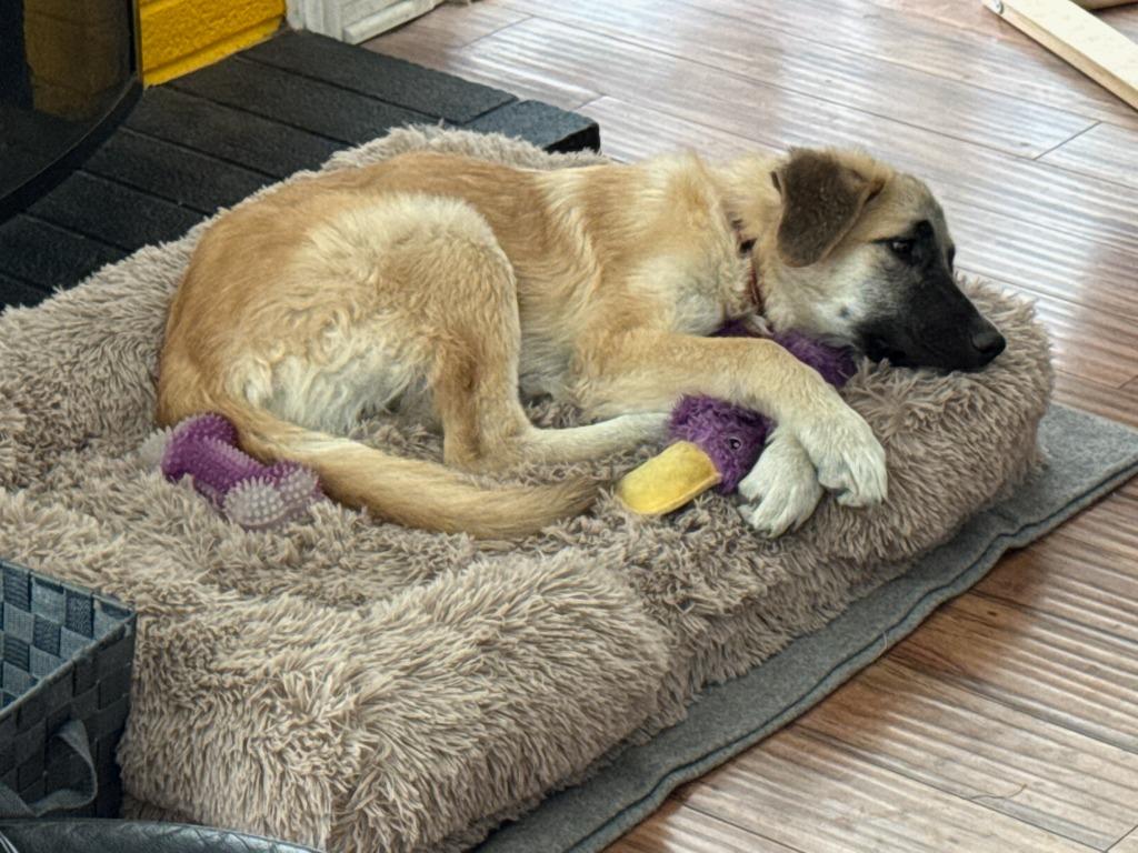 Enlarge Sunny aka Lady Gaga, a Adoptable Shepherd in Coachella, CA image 5/6