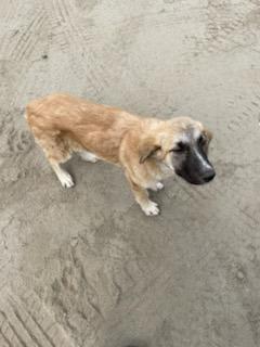 Enlarge Sunny aka Lady Gaga, a Adoptable Shepherd in Coachella, CA image 6/6