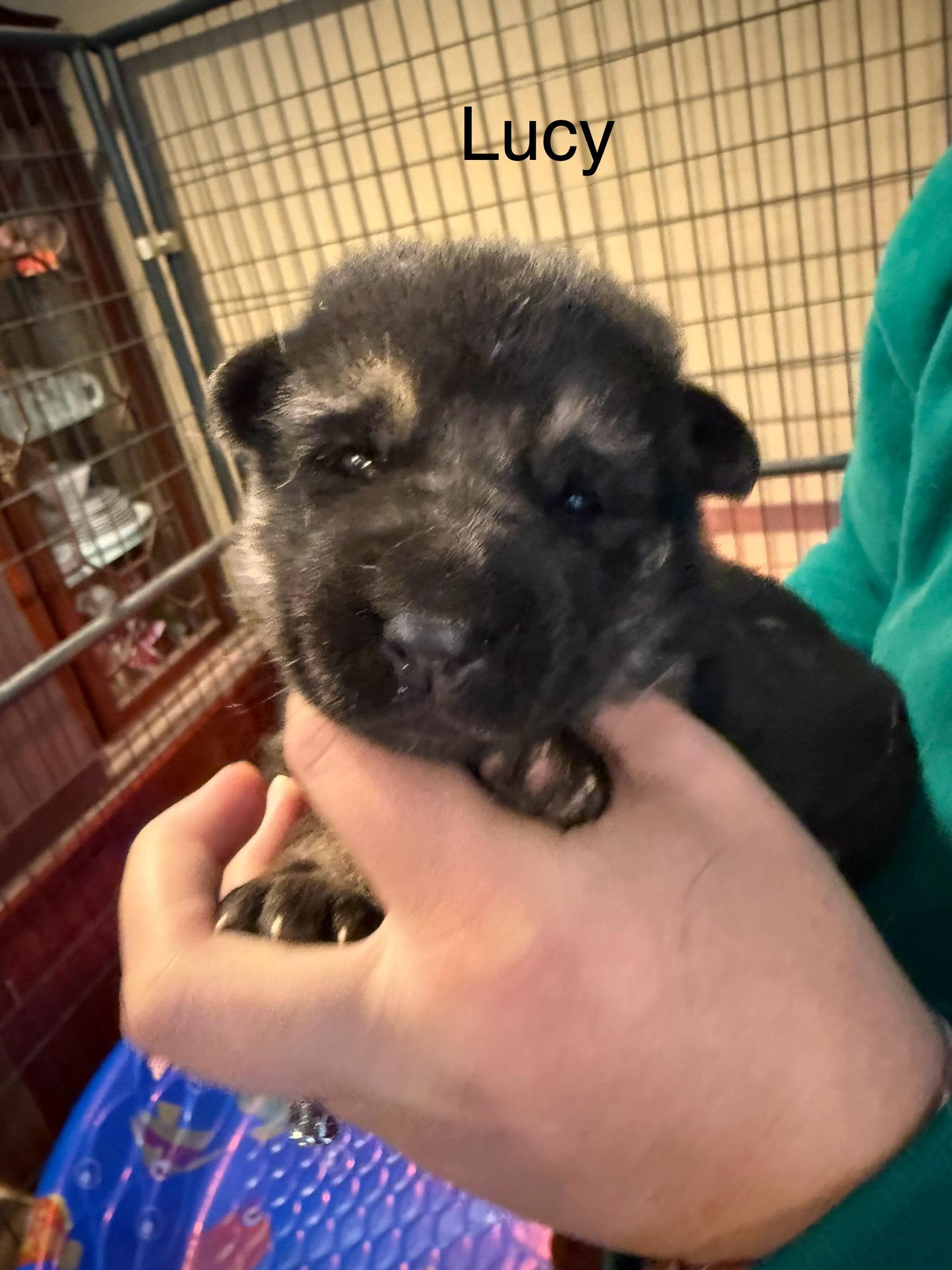 Shepherd Puppies , ADOPTABLE, Puppy Male German Shepherd Dog.