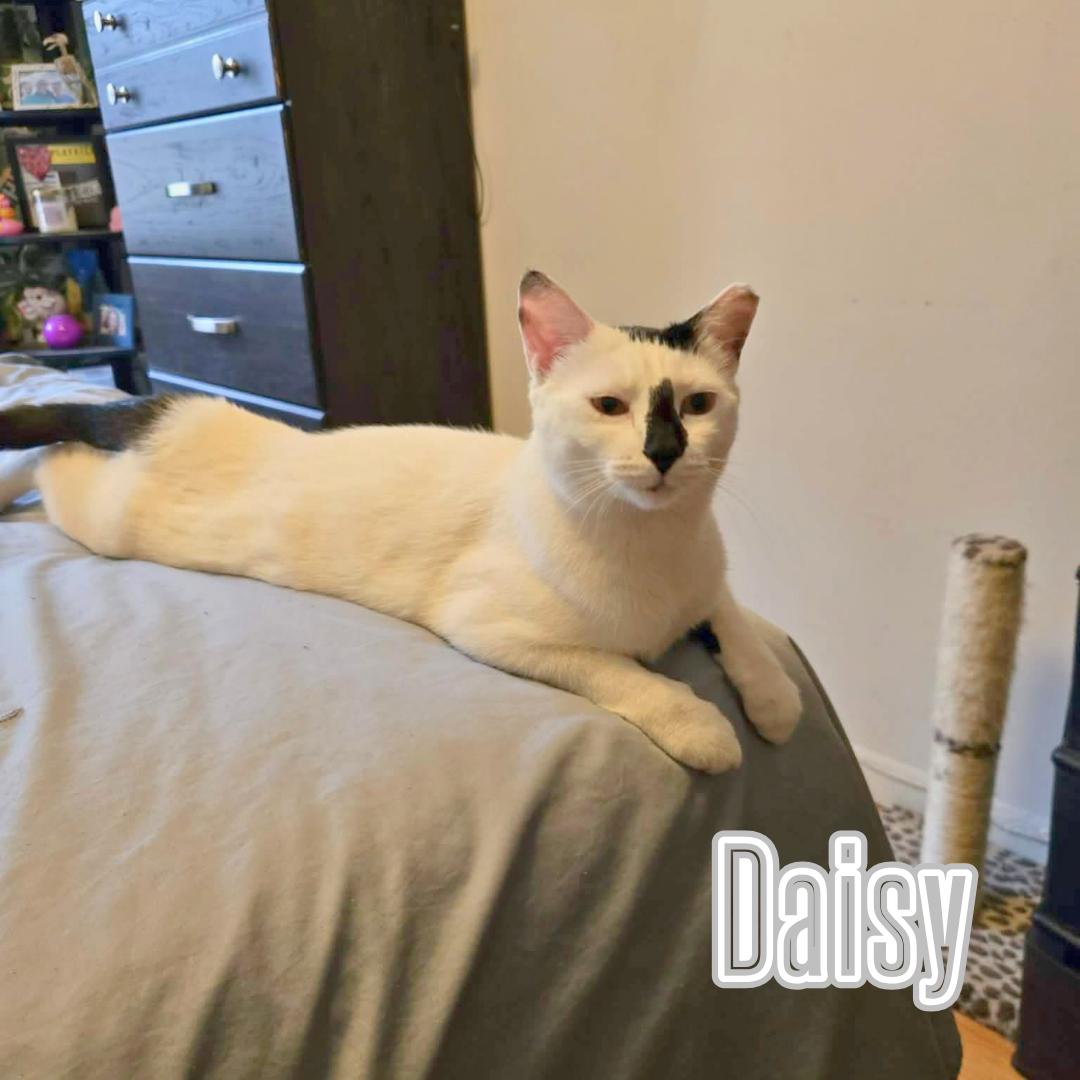 Daisy & Lily - Mama & Daughter Duo, a Adoptable Domestic Short Hair in Brooklyn, NY image 2/6