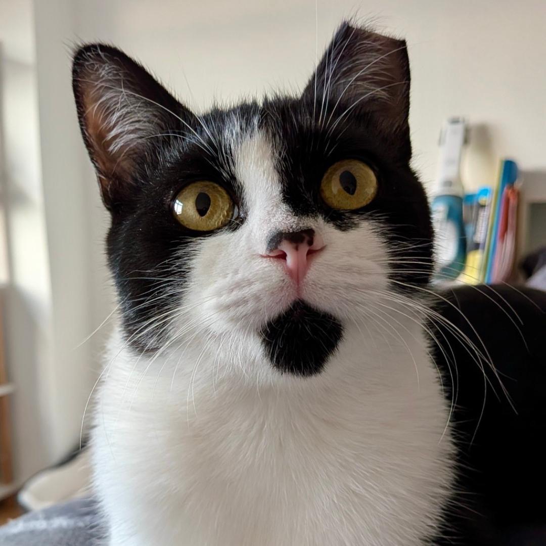 Daisy & Lily - Mama & Daughter Duo, a Adoptable Domestic Short Hair in Brooklyn, NY image 5/6