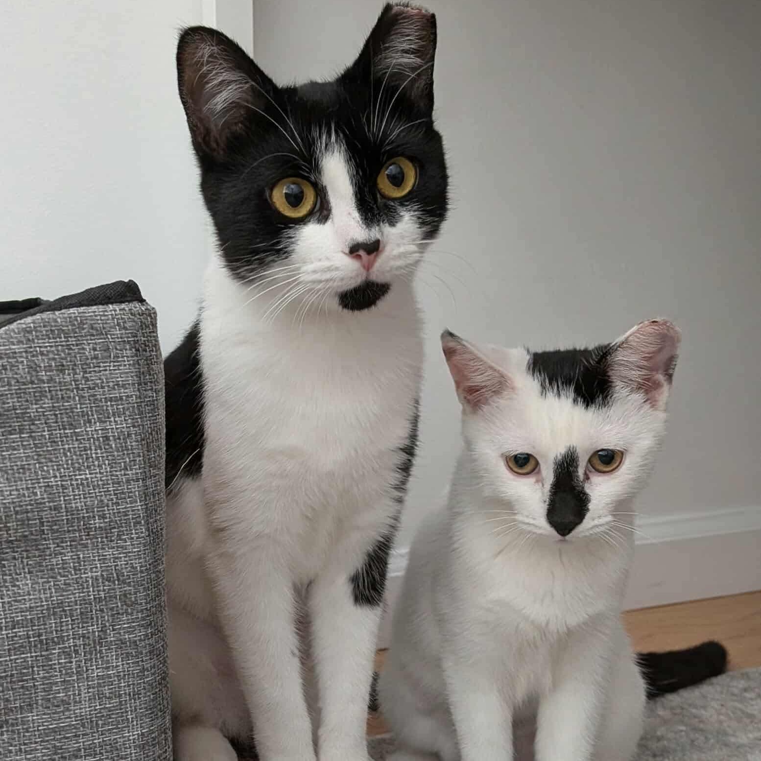 Daisy & Lily - Mama & Daughter Duo, a Adoptable Domestic Short Hair in Brooklyn, NY image 1/6