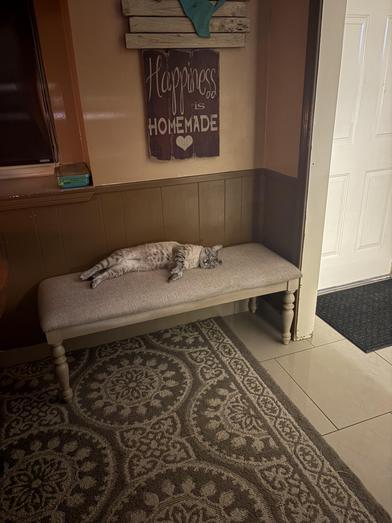 Comet — thumbnail 3