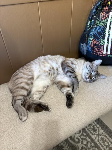 Comet — thumbnail 4