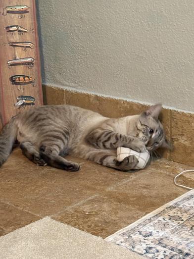 Comet — thumbnail 5