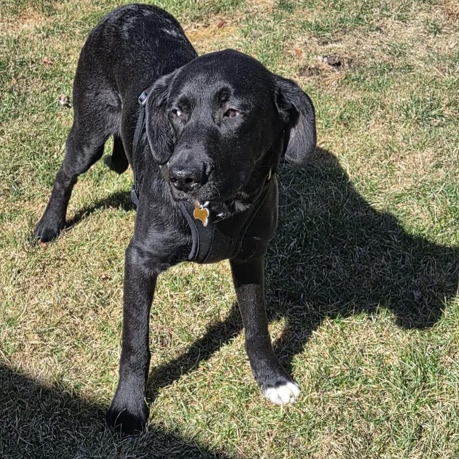 Blackhawk, Adoptable, Puppy Male Labrador Retriever.