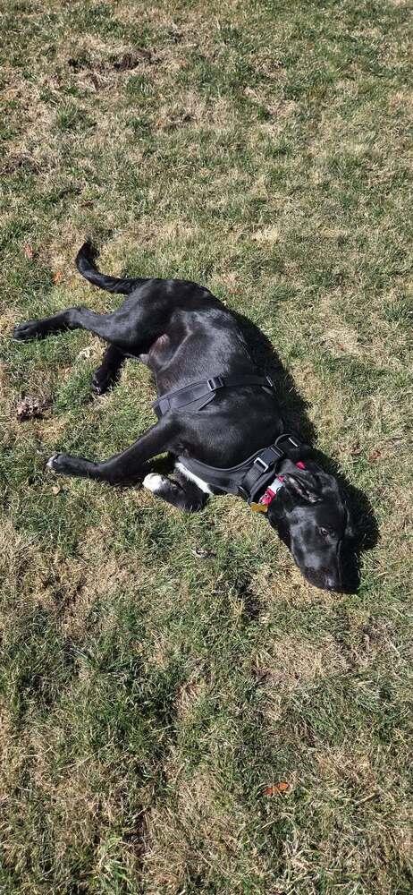 Enlarge Blackhawk, a Adoptable mixed breed in Mundelein, IL image 2/6