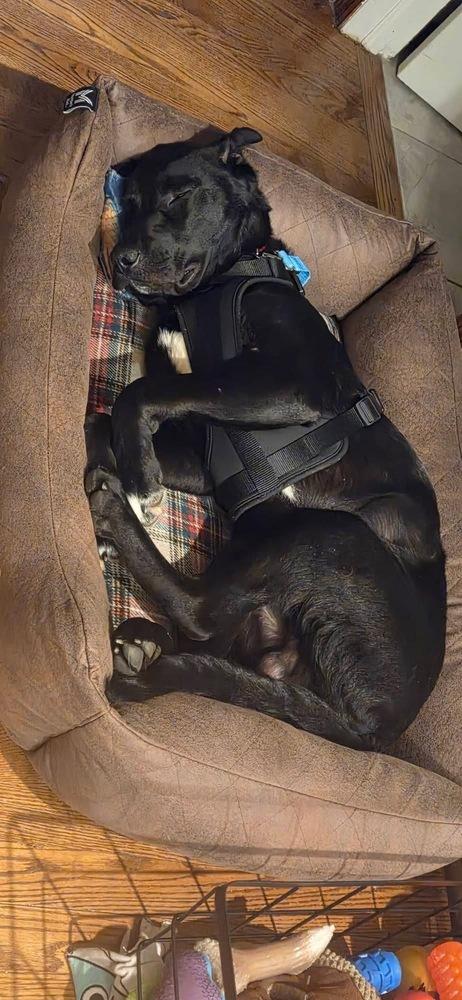 Enlarge Blackhawk, a Adoptable mixed breed in Mundelein, IL image 3/6