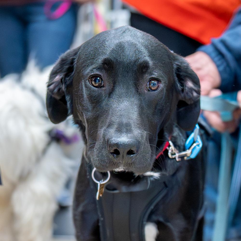 Enlarge Blackhawk, a Adoptable mixed breed in Mundelein, IL image 6/6