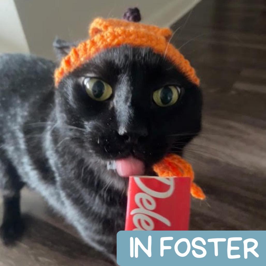 Enlarge Jacky, a Adoptable Domestic Short Hair in Denver, CO image 1/6