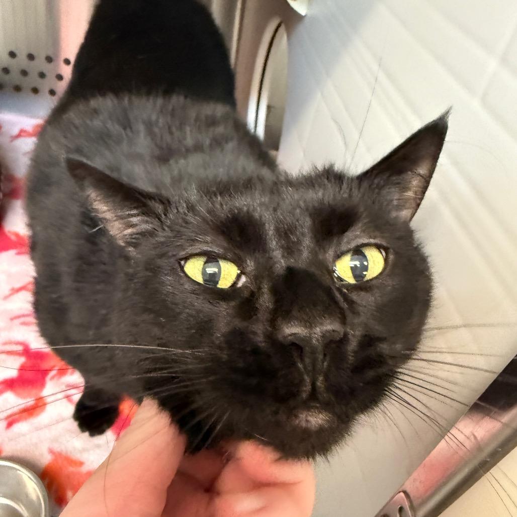 Enlarge Jacky, a Adoptable Domestic Short Hair in Denver, CO image 2/6