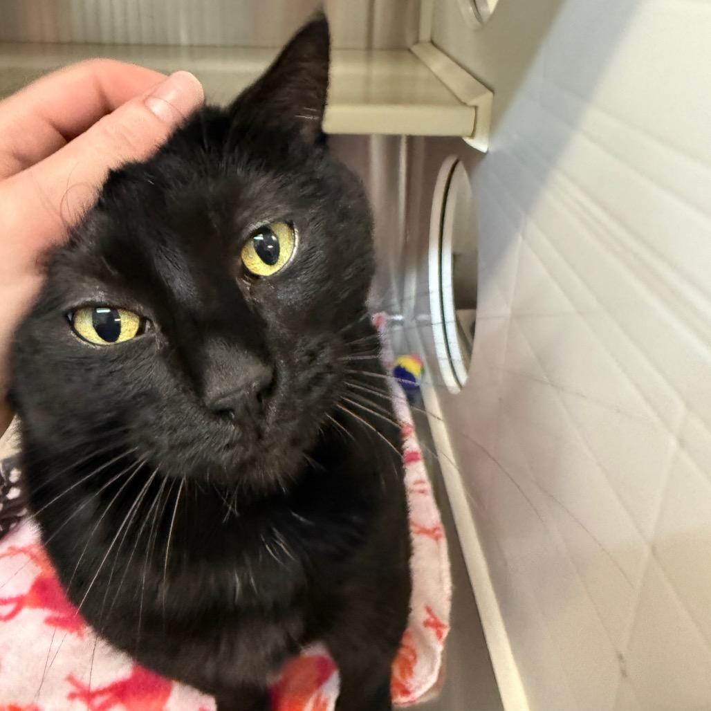 Enlarge Jacky, a Adoptable Domestic Short Hair in Denver, CO image 3/6