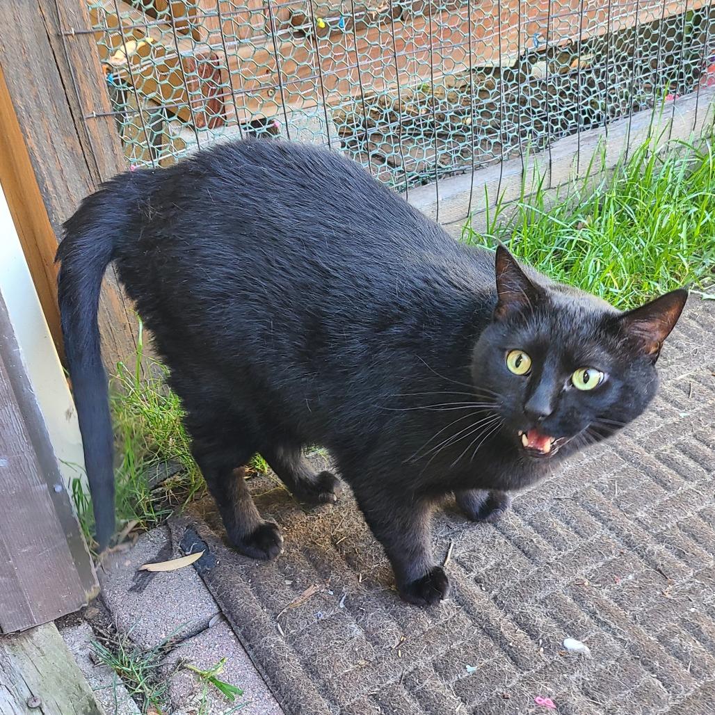 Enlarge Jacky, a Adoptable Domestic Short Hair in Denver, CO image 4/6