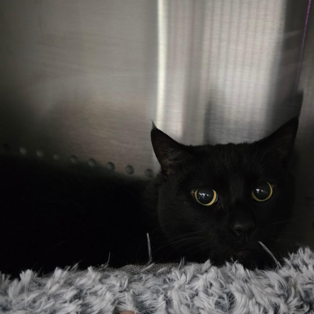 Enlarge Jacky, a Adoptable Domestic Short Hair in Denver, CO image 5/6