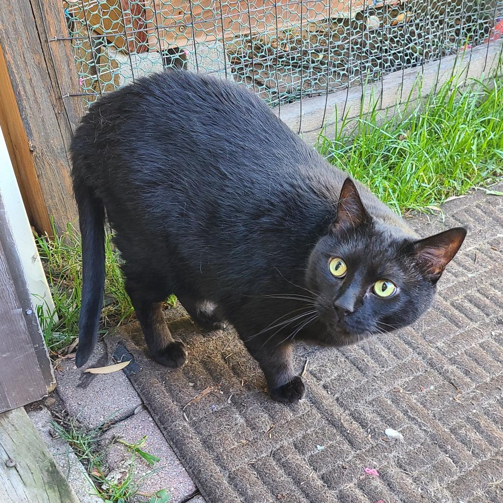 Enlarge Jacky, a Adoptable Domestic Short Hair in Denver, CO image 6/6