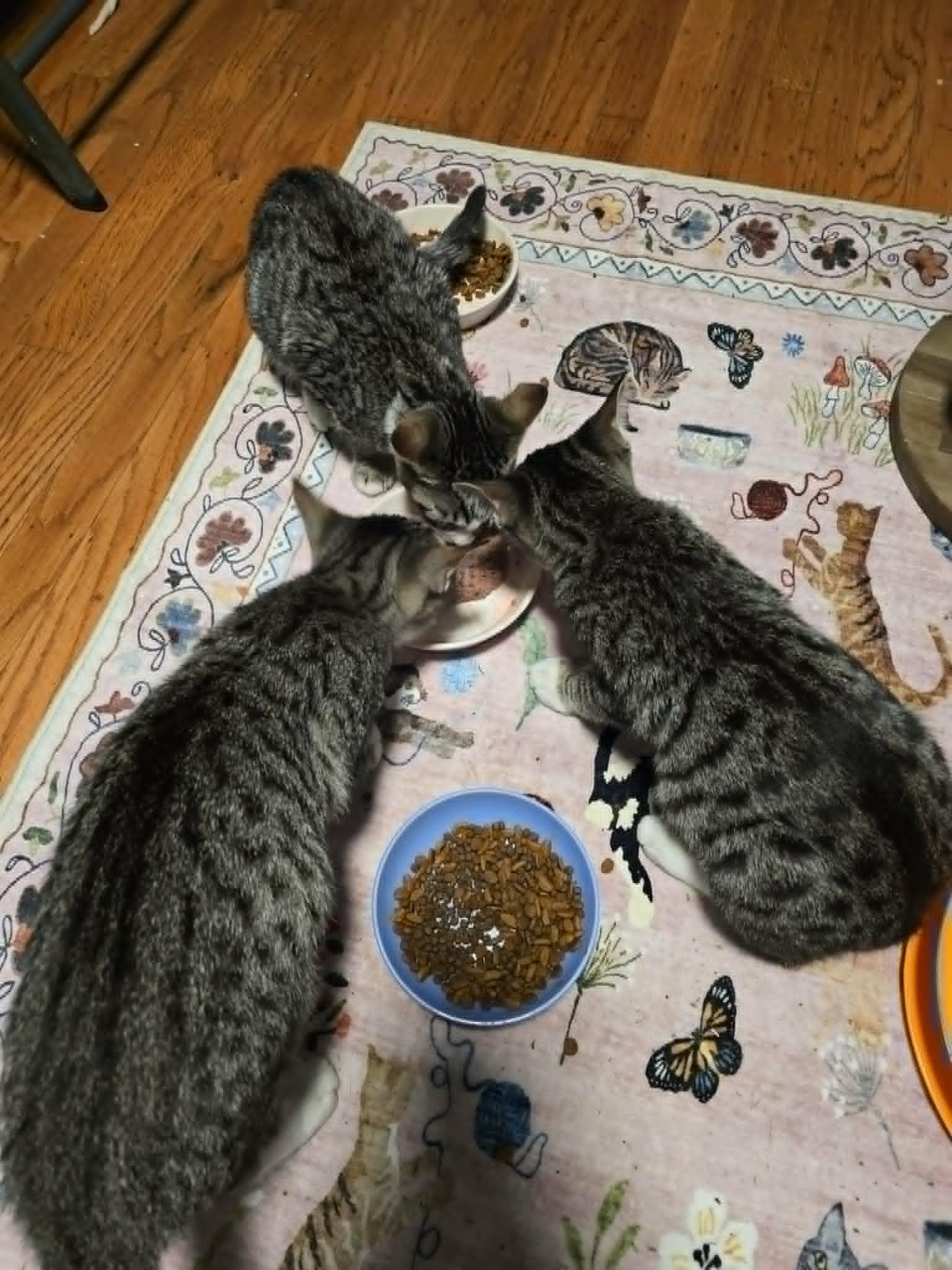 Enlarge Steph, a Adoptable mixed breed in Santa Clara, CA image 4/6