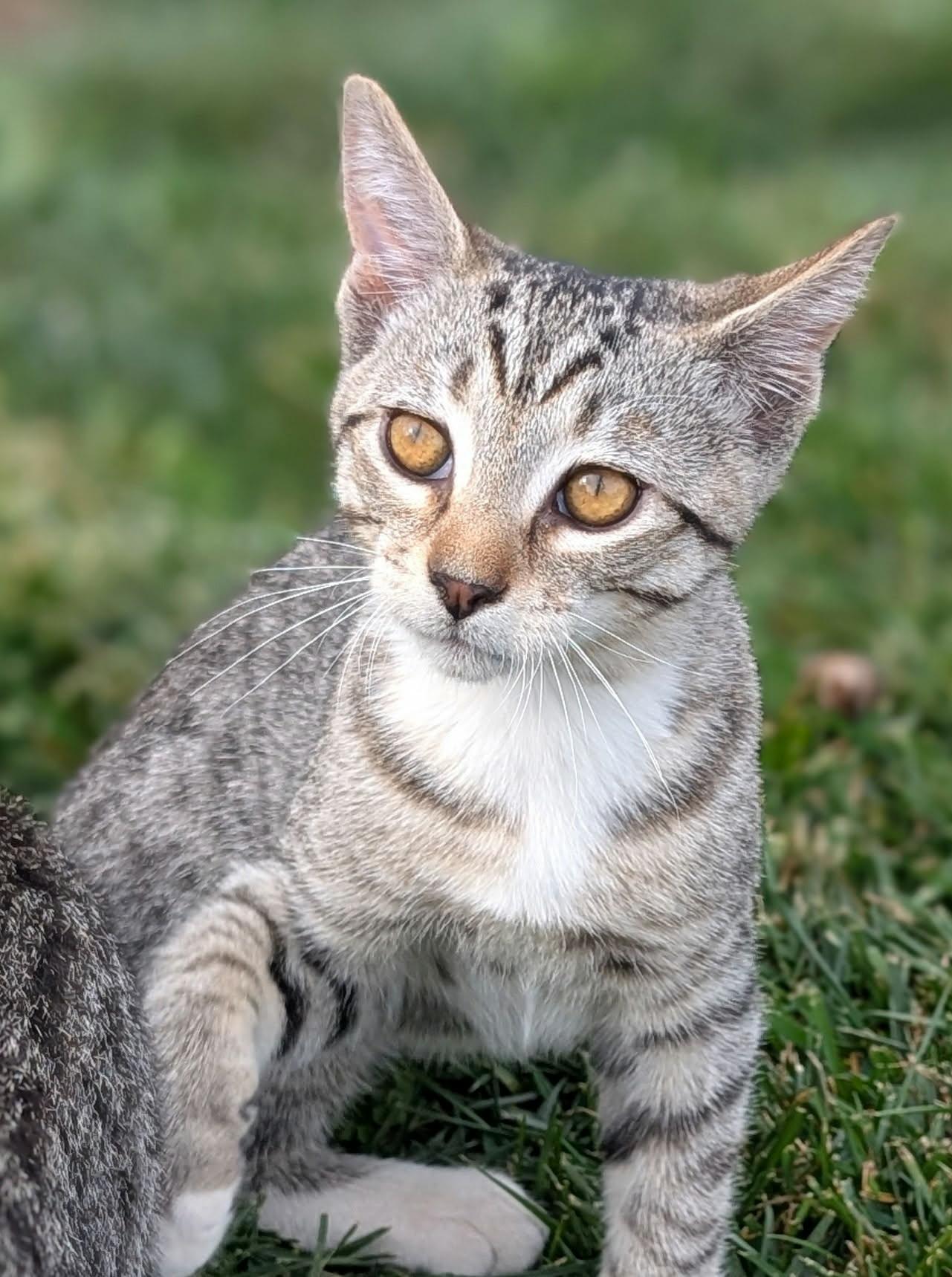 Steph, Adoptable, Kitten Male Domestic Short Hair & Tabby.
