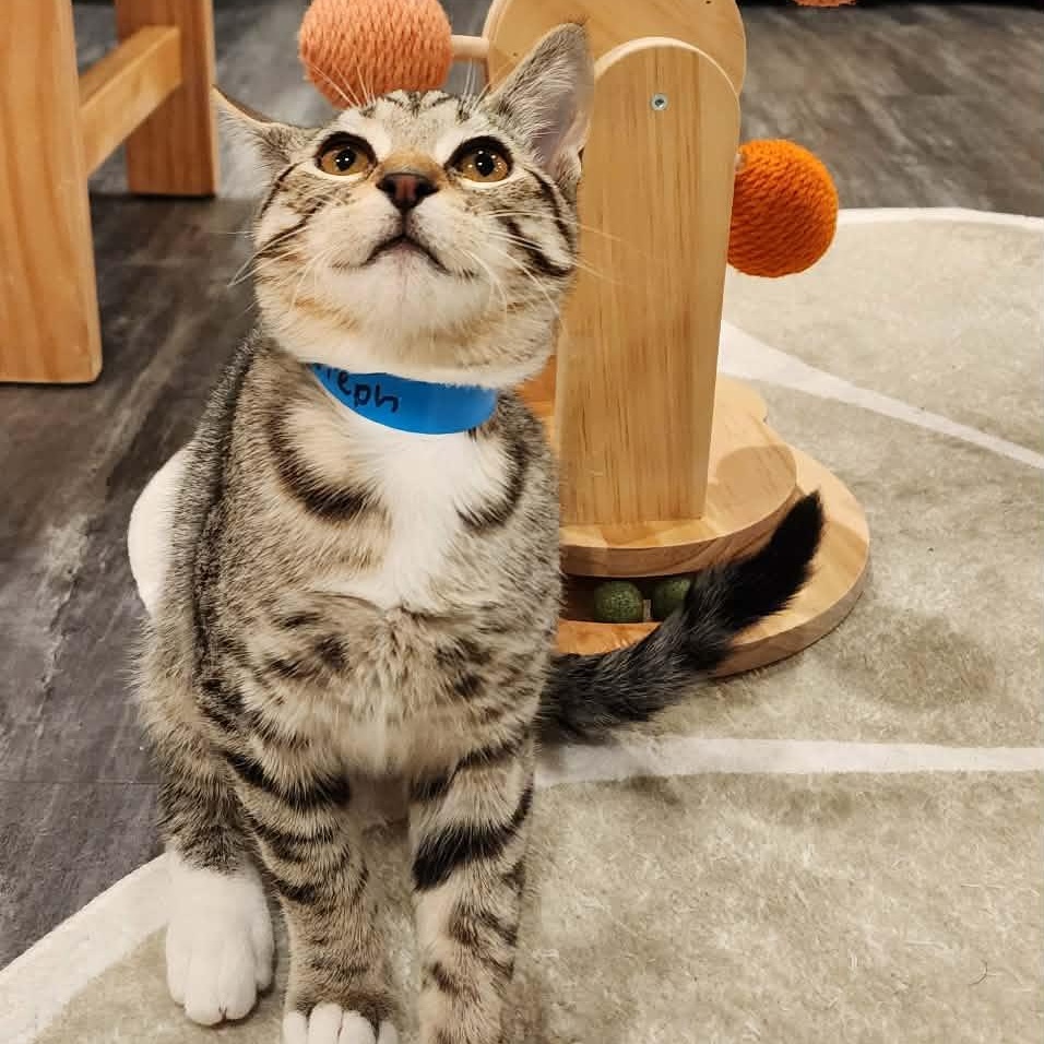 Enlarge Steph, a Adoptable mixed breed in Santa Clara, CA image 6/6