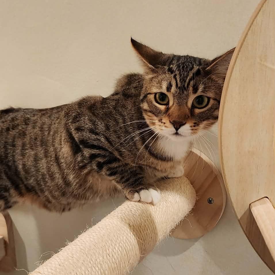 Steph, Adoptable, Kitten Male Domestic Short Hair & Tabby.