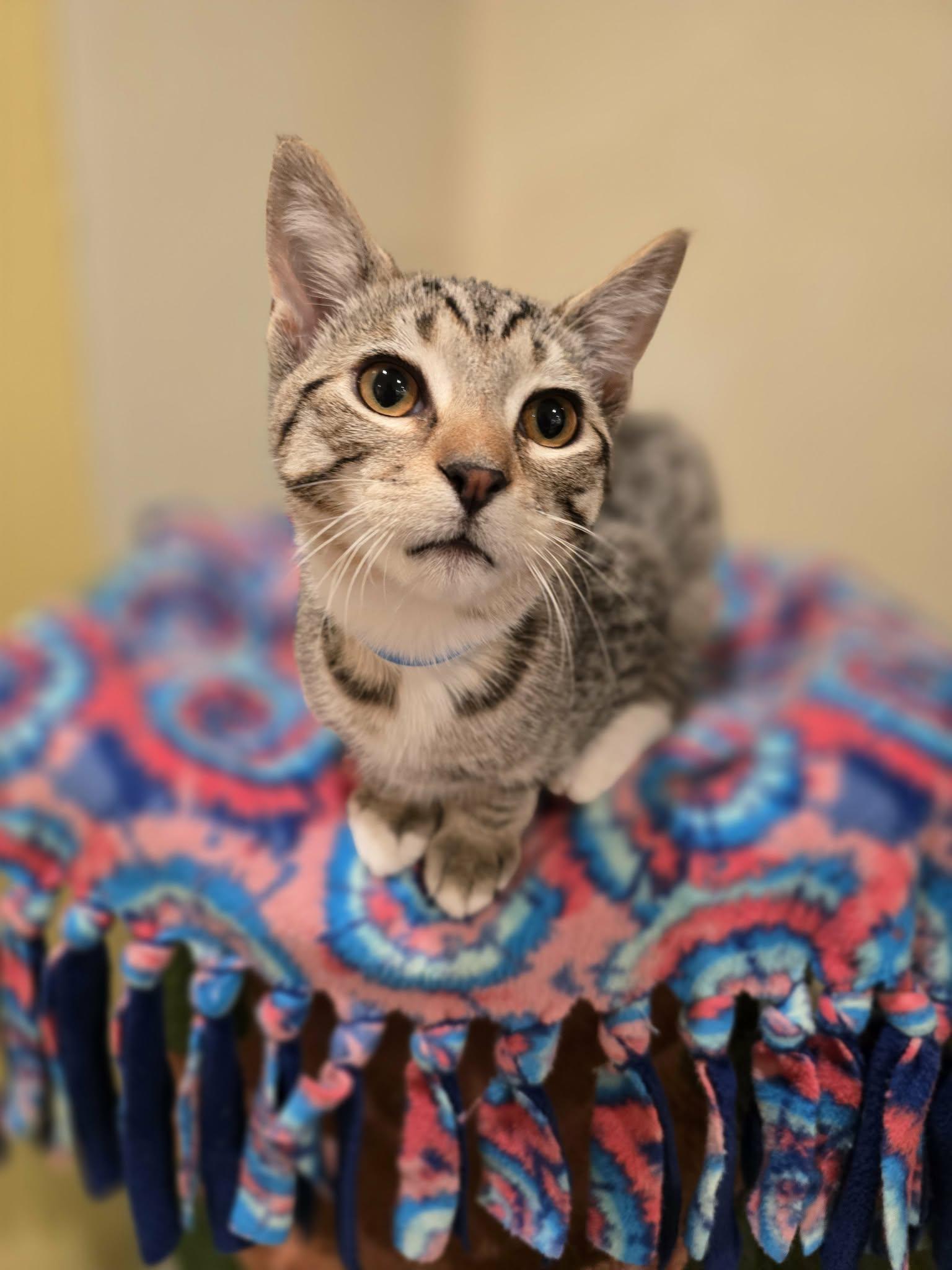 Enlarge Steph, a Adoptable mixed breed in Santa Clara, CA image 3/6