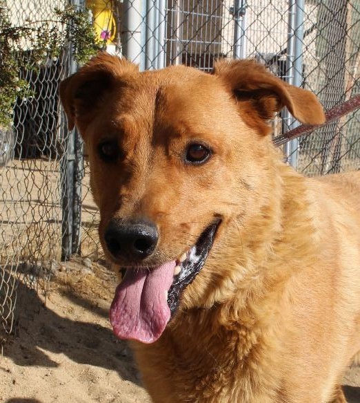 Justice, a Adoptable mixed breed in Mojave, CA image 1/12