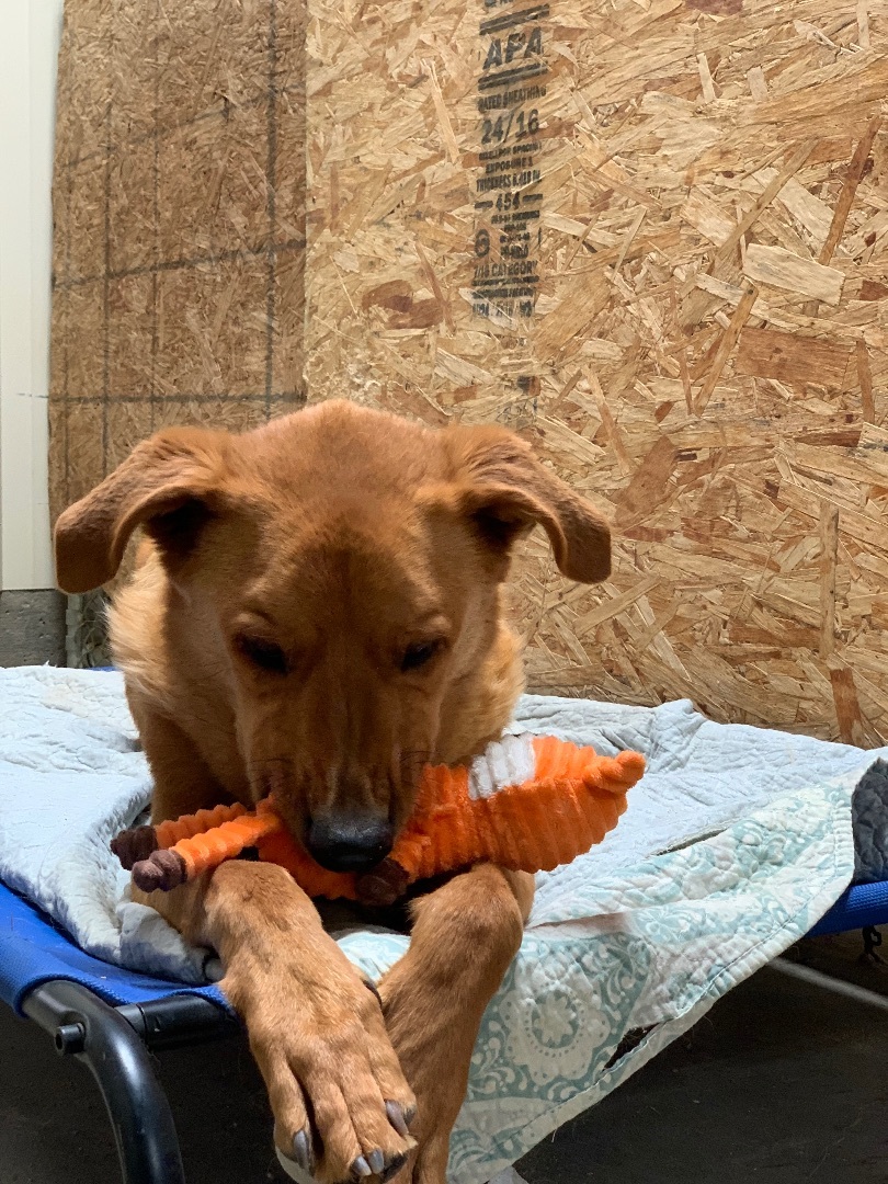 Justice, a Adoptable mixed breed in Mojave, CA image 2/12