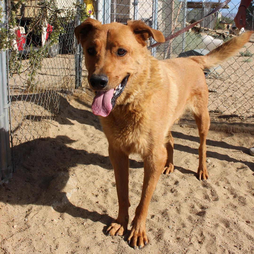 Justice, a Adoptable mixed breed in Mojave, CA image 3/12