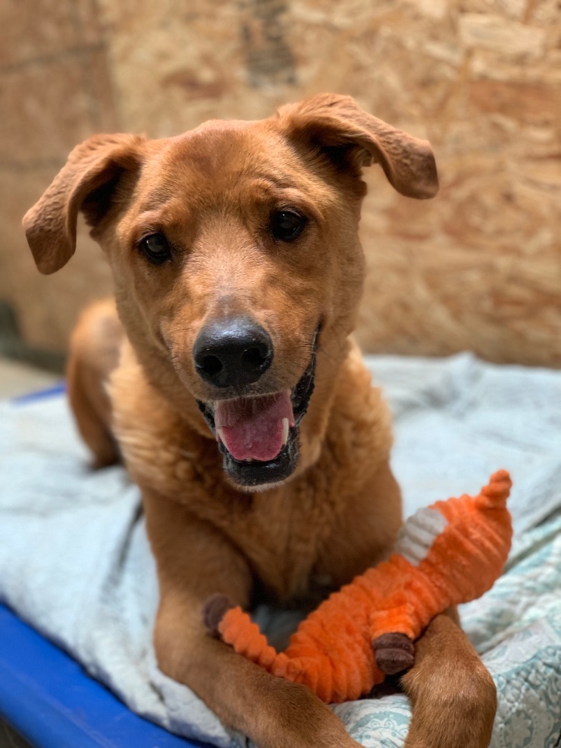 Justice, a Adoptable mixed breed in Mojave, CA image 4/12