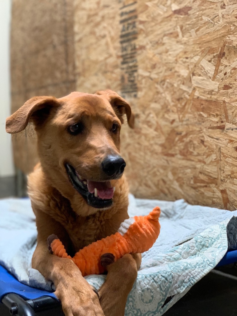 Justice, a Adoptable mixed breed in Mojave, CA image 5/12