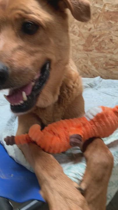 Enlarge Justice, a Adoptable mixed breed in Mojave, CA video 12/12