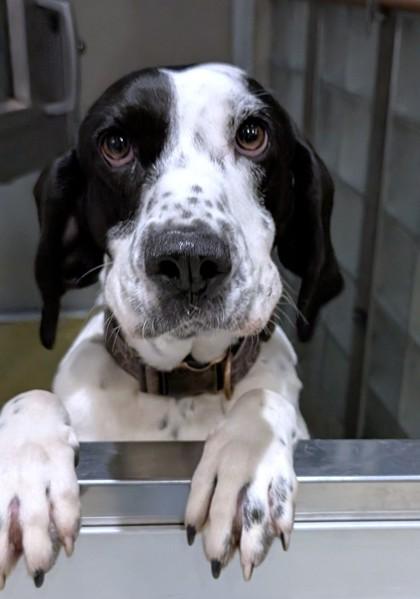 Enlarge Magpie, a Adoptable mixed breed in Washington, DC image 1/1