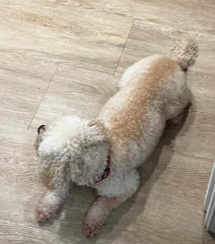 Enlarge Chewie, a Adopted Bichon Frise in Decatur, GA image 1/3