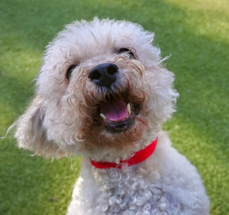 Enlarge Chewie, a Adopted Bichon Frise in Decatur, GA image 2/3