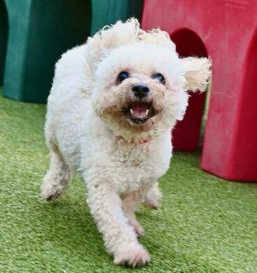 Enlarge Chewie, a Adopted Bichon Frise in Decatur, GA image 3/3